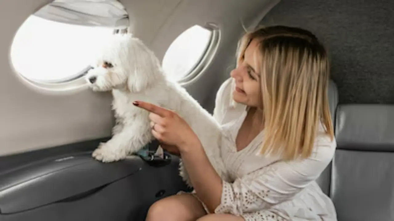 best pet friendly airlines in usa